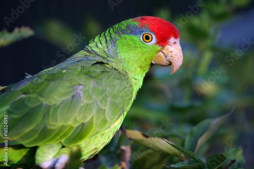 Obraz na płótnie canvas czteroczęściowy "tetraptyk" Amazon green policzek, amazona viridigenalis