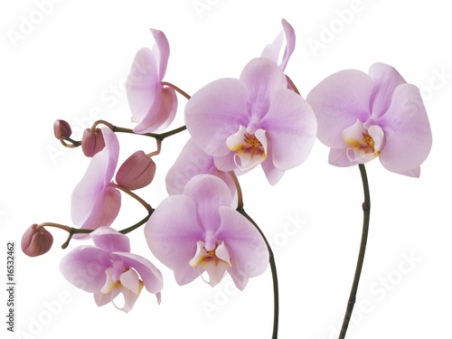 Foto-Schiebegardine Komplettsystem - pink orchid flowers (von Maria Brzostowska)