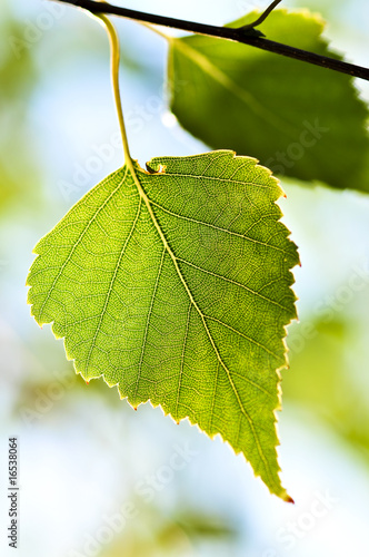 Foto-Schiebegardine Komplettsystem - Branch with green leaves (von Elenathewise)