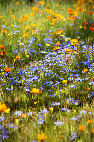 Flowering spring meadow