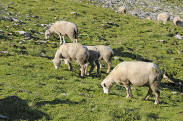 Poster - Schafe im Gebirge