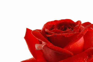 Wall Mural - Red rose with dew