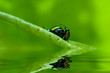 Macro/close-up shot of two mating bugs