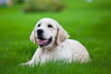 Golden Retriever Puppy On The Green Grass