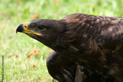 Plakat na papierze fotorealistycznym Steinadler