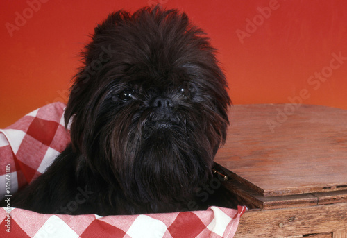 Láminas affenpinscher dépassant d'un meuble en bois