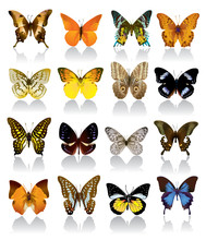 Vector Butterfly Collection