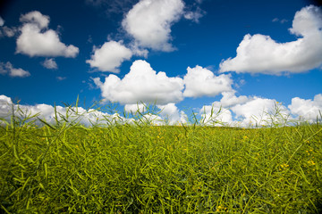 meadow