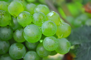  grape