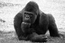 Thinking Gorilla