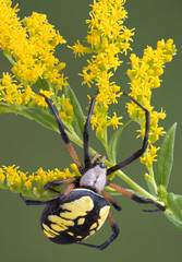 Wall Mural - Argiope spider on goldenrod