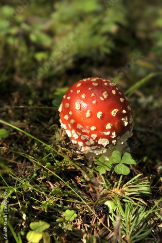 Fungo Rosso Buy This Stock Photo And Explore Similar Images At Adobe Stock Adobe Stock