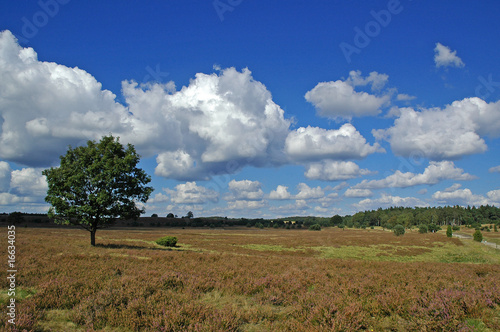 Obraz na płótnie canvas trzyczęściowy "tryptyk" Kwiaty wrzosowisk