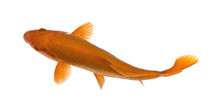 Orange Koi Fish, Cyprinus Carpio, Studio Shot