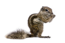 Barbary Ground Squirrel, Atlantoxerus Getulus, Standing , Studio