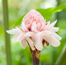 Close-up Of Torch Ginger Flower