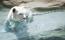 Picture Of A White Tiger Near The Water