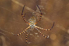 Wasp Spider, Argiope Trifasciata, On Its Web. Dorsal View.