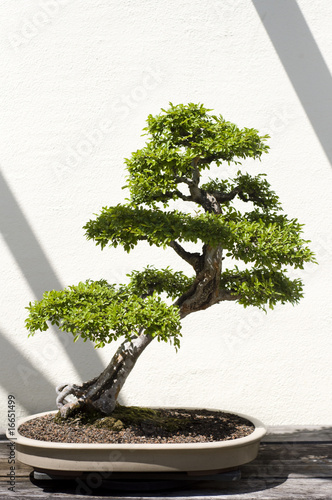 Foto-Schiebegardine Komplettsystem - Bonsai Tree (von rrodrickbeiler)