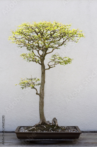 Foto-Schiebegardine Komplettsystem - Bonsai Tree (von rrodrickbeiler)