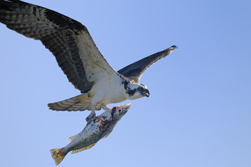 Wall Mural - osprey, pandion haliaetus