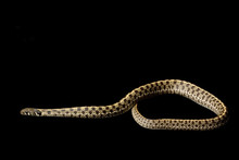 Eastern Plains Garter Snake