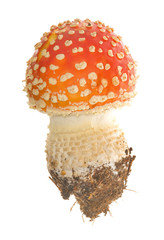 Wall Mural - small red fly-agaric mushroom