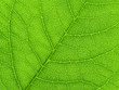 Vibrant green leaf macro close up natural background.