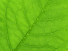 Vibrant Green Leaf Macro Close Up Natural Background.