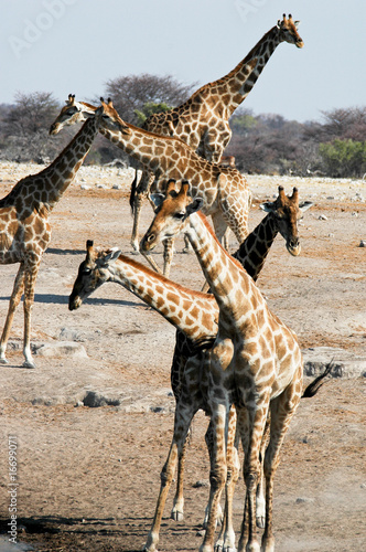Tapeta ścienna Żyrafy w Etosha parku narodowym, Namibia