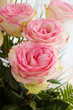 Bouquet of tender pink roses on white