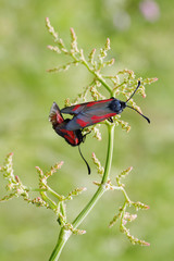 Two burnet butterflies