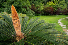 Close-up Of A Flowering Chinese Cycad Plant