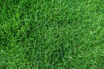 top view of fresh lawn grass