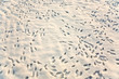 Spuren von Hasen im Winter im Schnee auf dem Feld
