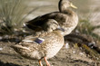 © Ruben Pinto - patos