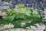 Fototapeta Lawenda - green stones