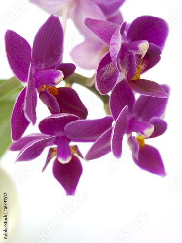 Tapeta ścienna Purpurowa orchidea
