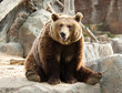 © VSavostianova - Brown bear in a funny pose