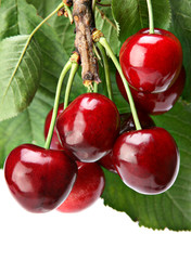 Cherry with leaf