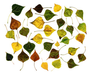 Wall Mural - leaves