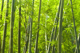 Fototapeta Fototapety do sypialni na Twoją ścianę - bamboo forest