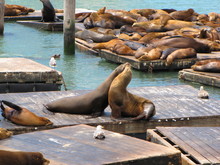 Sea Lion Fighting On The Wharf