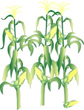 Corn On The Stalks Illustration