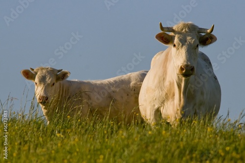 Fotoboard na płycie Charolais krowa na pastwisku