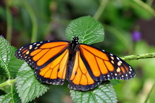A Royal Monarch Butterfly