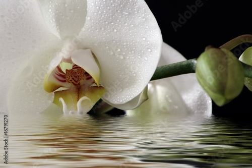 Tapeta ścienna Orchidea podczas kąpieli
