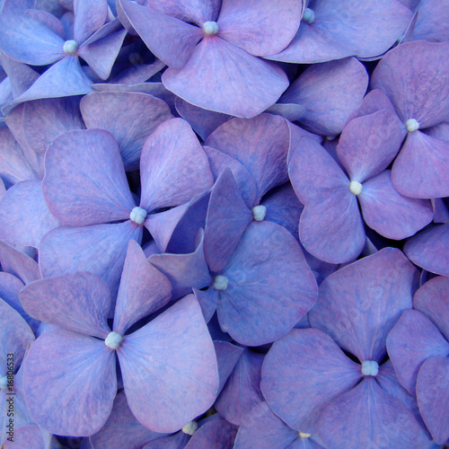 Naklejka samoprzylepna Makro kwiat hortensia