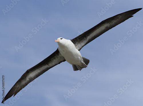 Fotografie, Obraz Black-browed albatross (Diomedea melanophris)