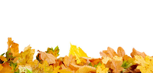 Wall Mural - autumn leaves on the ground